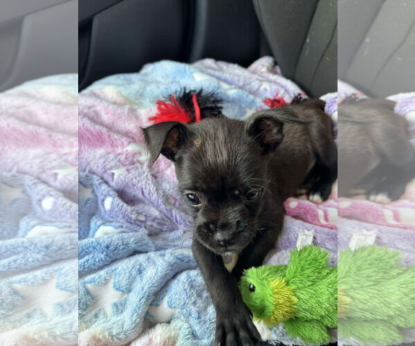 Medium Photo #1 Boston Huahua Puppy For Sale in Sanford, FL, USA