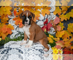 Puppy Bella Boxer