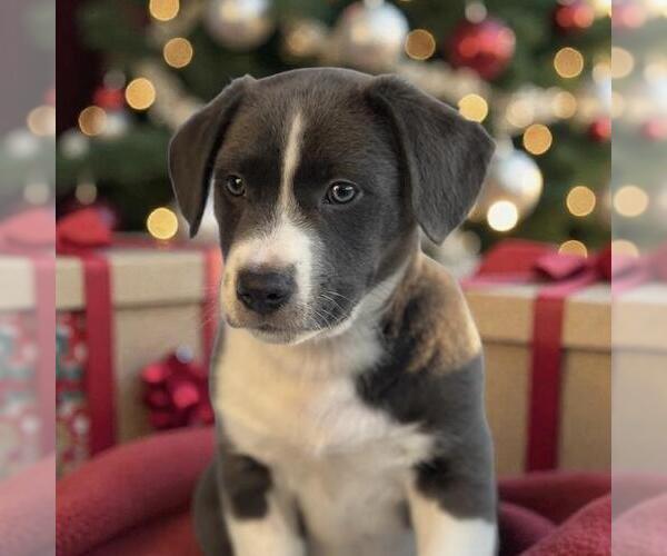 Medium Photo #6 Mutt Puppy For Sale in San Diego, CA, USA