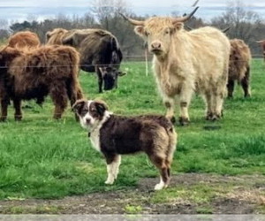 Mother of the Border-Aussie puppies born on 06/07/2025