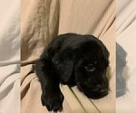 Small Photo #2 Labrador Retriever Puppy For Sale in PUEBLO, CO, USA