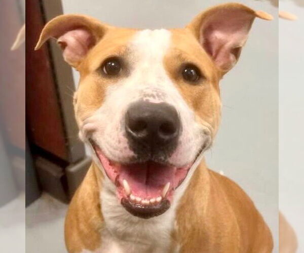 Medium Photo #9 Mutt Puppy For Sale in Canton, CT, USA