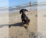 Small Photo #24 Doberman Pinscher Puppy For Sale in BEAUMONT, TX, USA
