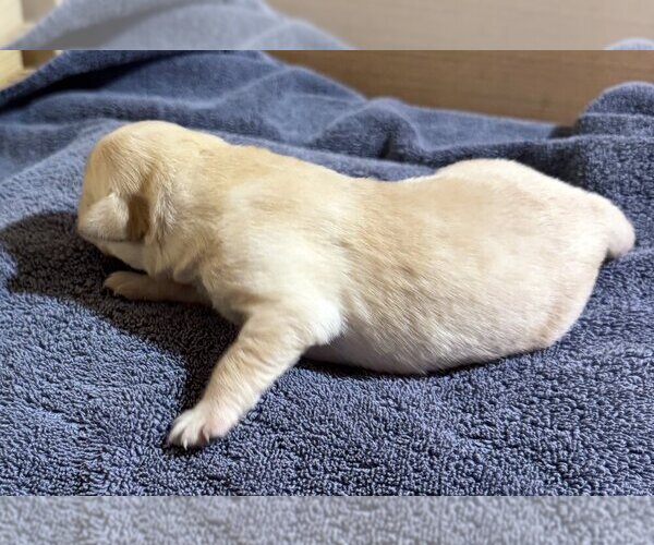 Medium Photo #3 Labrador Retriever Puppy For Sale in HIGH POINT, NC, USA