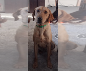 Mother of the Labrador Retriever puppies born on 04/21/2025