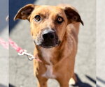 Small #4 Black Mouth Cur Mix