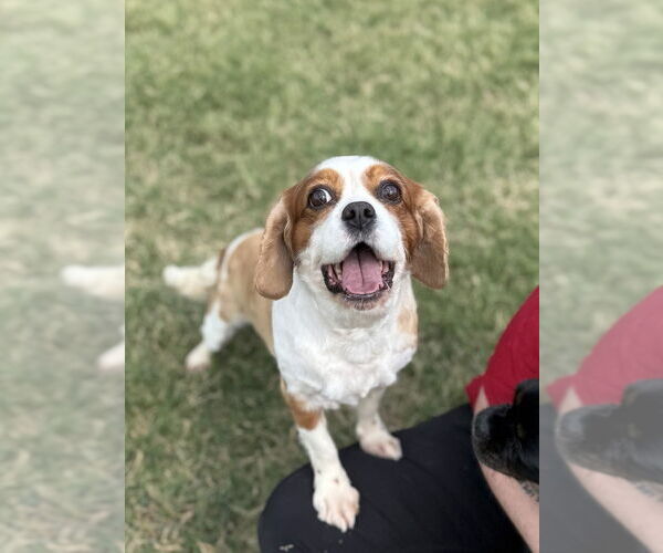 Medium Photo #2 Spaniel-Unknown Mix Puppy For Sale in OKLAHOMA CITY, OK, USA