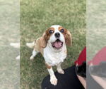 Small #1 Spaniel Mix