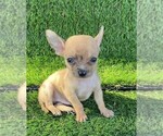 Small #20 Chihuahua