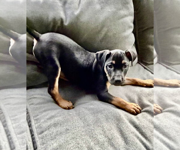 Medium Photo #7 Mutt Puppy For Sale in Hillsboro, MO, USA