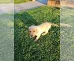 Small Photo #10 Labrador Retriever Puppy For Sale in APPLE VALLEY, CA, USA