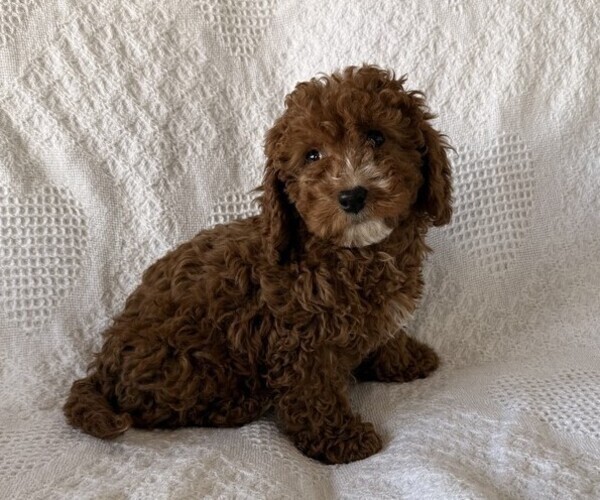 Medium Photo #4 Cavapoo (Miniature) Puppy For Sale in THORP, WI, USA