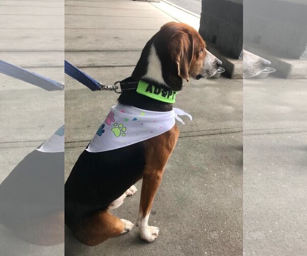 Medium Photo #6 Mutt Puppy For Sale in Woodbury, NY, USA