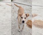 Small Canaan Dog Mix