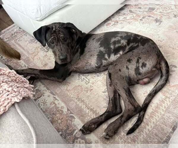 Medium Photo #3 Great Dane Puppy For Sale in Holly Springs, NC, USA