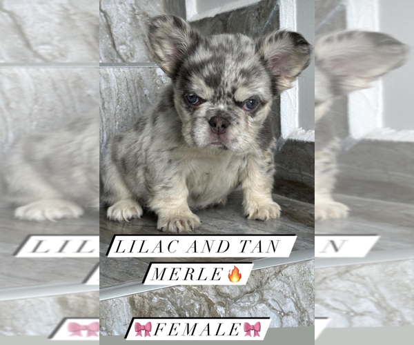 Medium Photo #6 French Bulldog Puppy For Sale in AGOURA HILLS, CA, USA