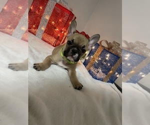 French Bulldog Puppy for sale in EAST HARTFORD, CT, USA