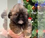 Small Photo #1 Shih Tzu Puppy For Sale in ASHBURNHAM, MA, USA