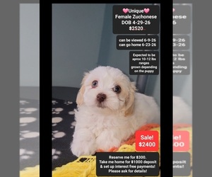 Havanese-Zuchon Mix Puppy for sale in TUCSON, AZ, USA