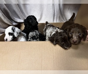 Australian Labradoodle Puppy for Sale in COLCHESTER, Connecticut USA