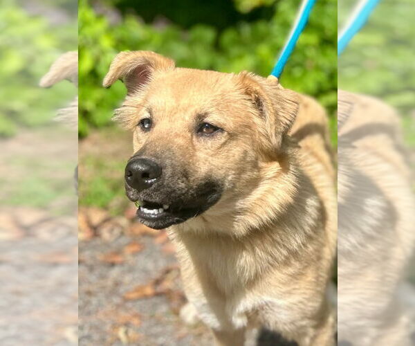 Medium Photo #2 Mutt Puppy For Sale in Canton, CT, USA