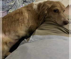 Marli (fostered in Miami, FL) - Male Dachshund Dog for Adoption - Photo #5