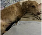 Small #4 Dachshund