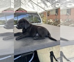 Small Photo #1 Labrador Retriever Puppy For Sale in LAKE ALFRED, FL, USA