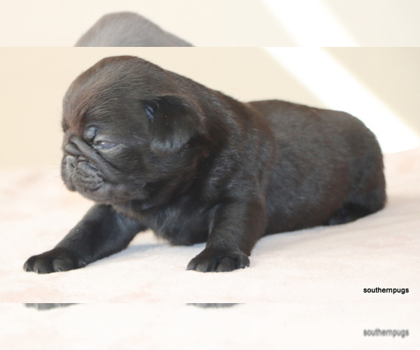 Medium Photo #6 Pug Puppy For Sale in WINNSBORO, TX, USA