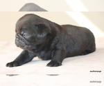 Small #5 Pug