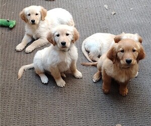 Golden Retriever Puppy for Sale in EARLY BRANCH, South Carolina USA