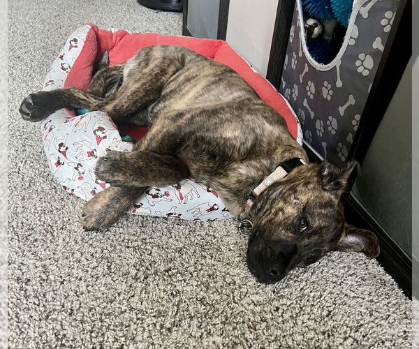 Medium Photo #3 Mutt Puppy For Sale in Springdale, PA, USA