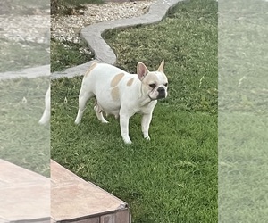 Mother of the French Bulldog puppies born on 08/21/2025