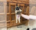 Puppy Bandit Shih Apso