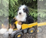Small #3 Bernedoodle (Miniature)