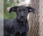 Small #2 Mutt