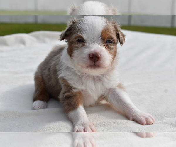 Medium Photo #3 Miniature Australian Shepherd Puppy For Sale in PALM COAST, FL, USA