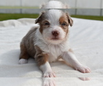 Small #2 Miniature Australian Shepherd