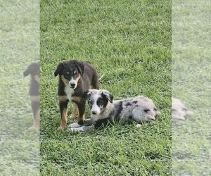 Australian Shepherd Puppy for sale in TYLER, TX, USA