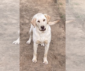 Mother of the Labrador Retriever puppies born on 04/01/2025