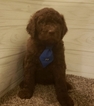 Puppy 4 Poodle (Standard)-Pyredoodle Mix