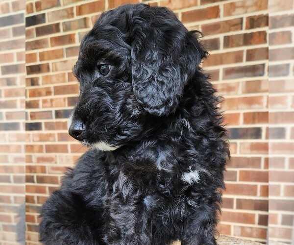 Medium Photo #7 F2 Aussiedoodle Puppy For Sale in COLUMBIA, TN, USA