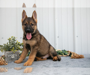 Medium German Shepherd Dog