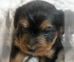 Small #1 Yorkshire Terrier