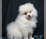 Small #5 Pomeranian