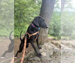 Small #2 Labrador Retriever Mix