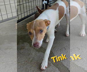 Jack Russell Terrier-Unknown Mix Dogs for adoption in Albemarle, NC, USA