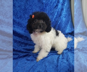 -Poodle (Toy) Mix Puppy for sale in CANTRIL, IA, USA