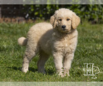 Small Photo #2 Golden Pyrenees-Poodle (Standard) Mix Puppy For Sale in ELLENBORO, NC, USA