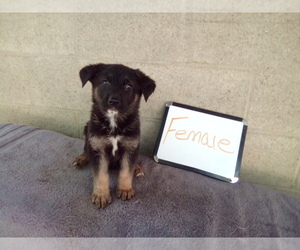 German Shepherd Dog Puppy for Sale in LOGAN, Ohio USA